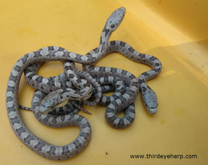 Yellow Rat Snakes